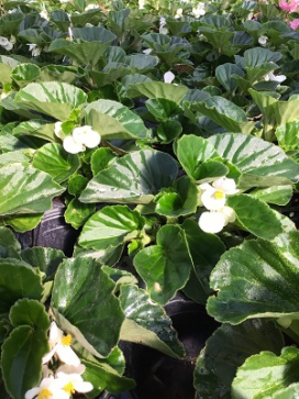 BEGONIA Dragonwing White